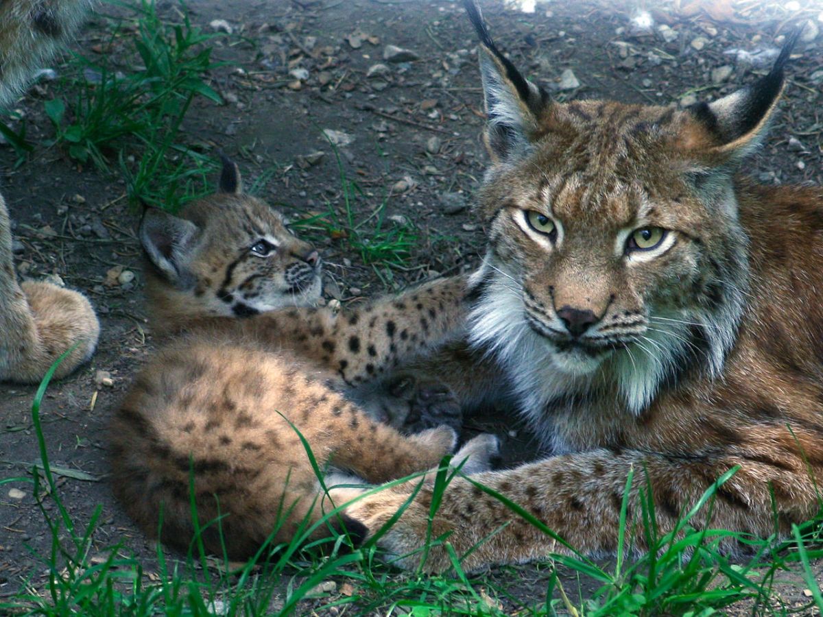 Baroque’s Philosophy | Today: „Danish zoo asks for unwanted pets to feed its predators“